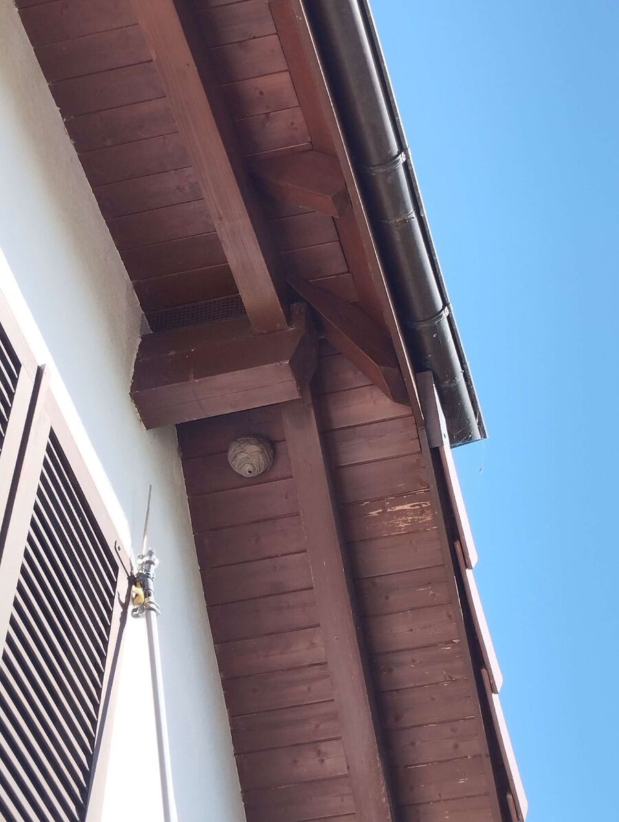 ruche abeille maison que faire