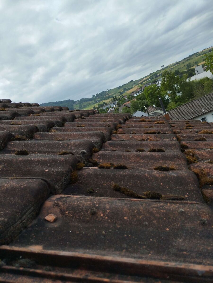 essaim d abeille enlevement