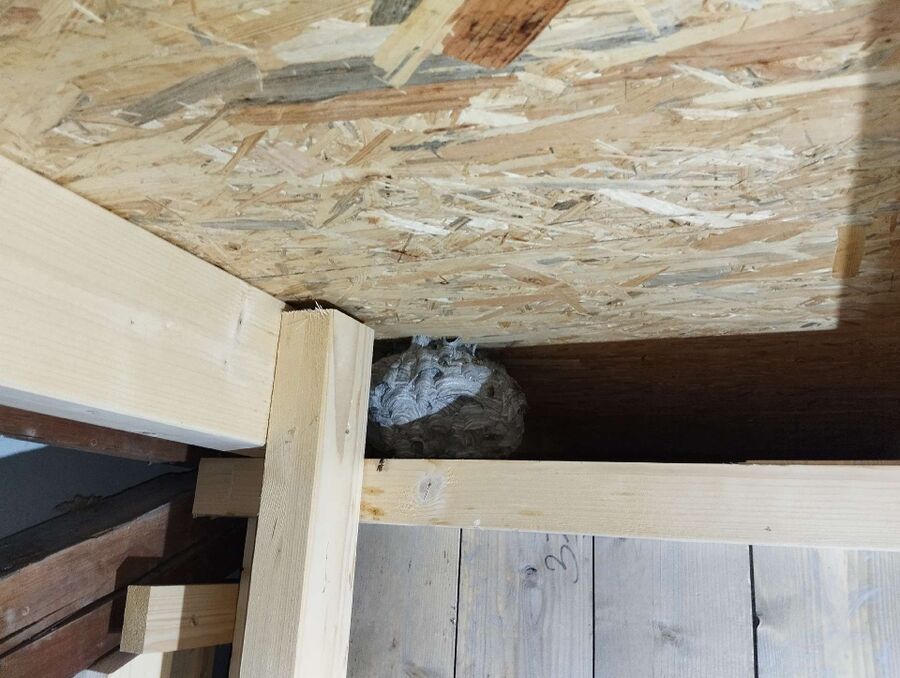 essaim d abeille enlevement