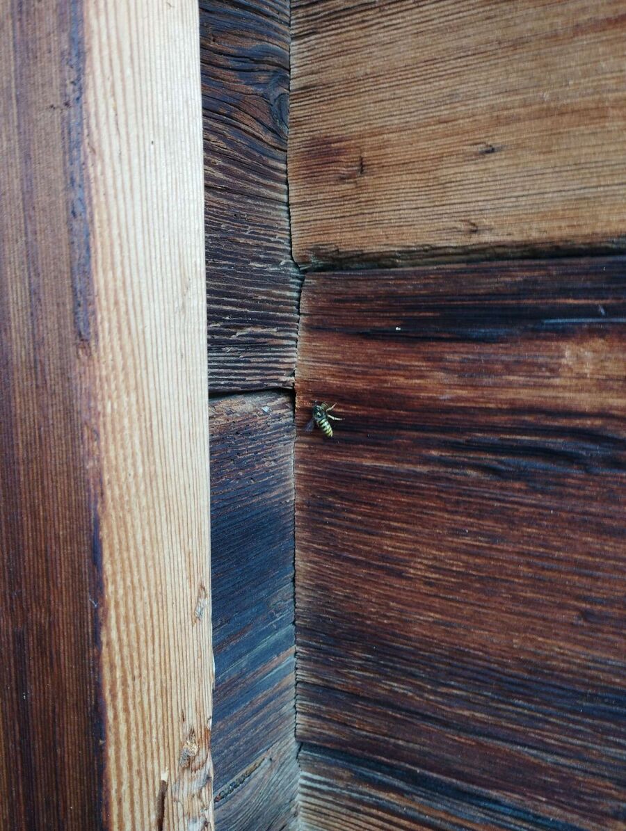 ruche abeille maison que faire