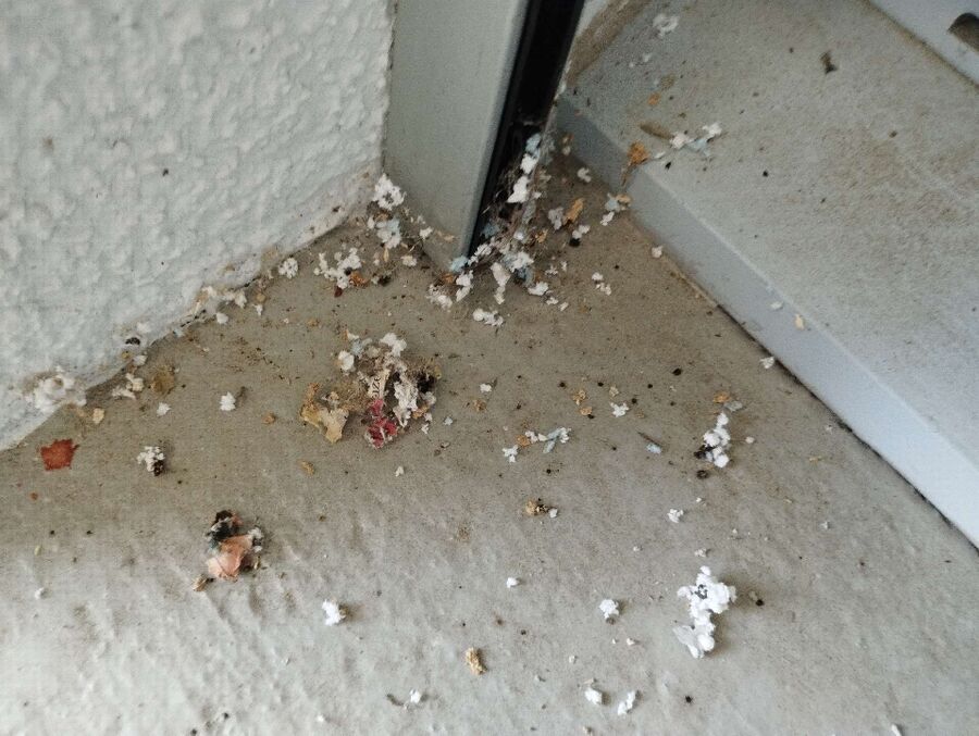 ruche abeille maison que faire