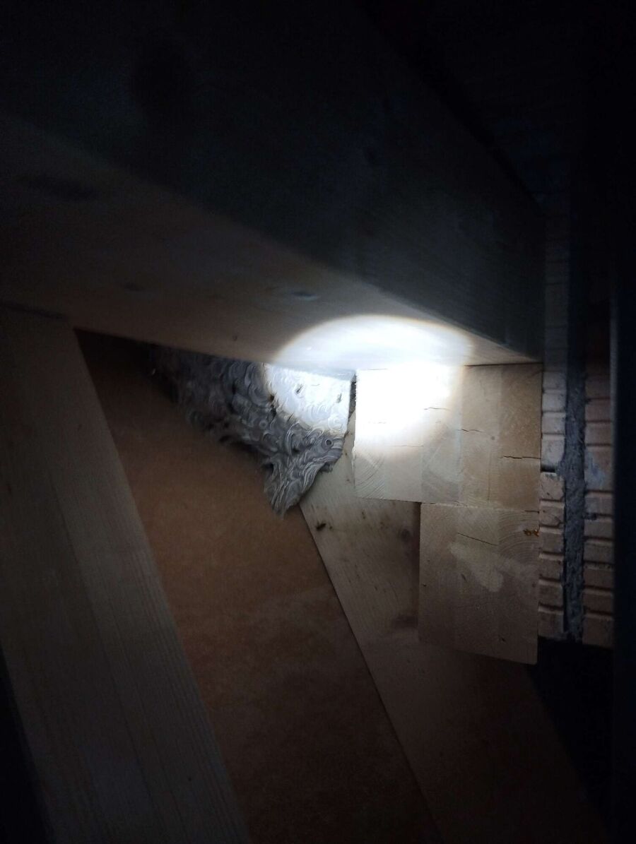 ruche abeille maison que faire