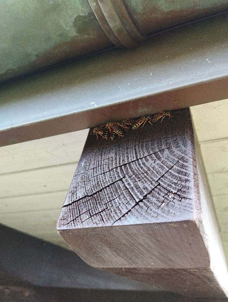 essaim d abeille enlevement