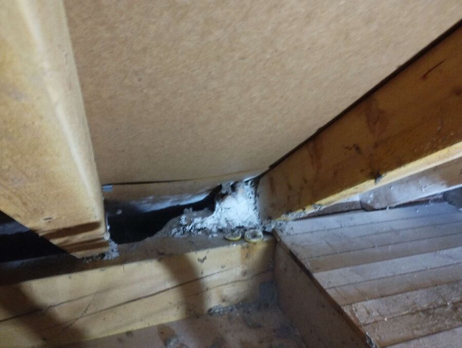 essaim d abeille enlevement