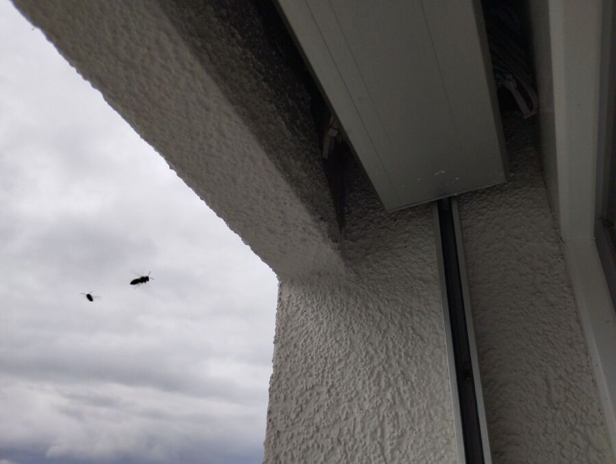 enlever un nid d abeille