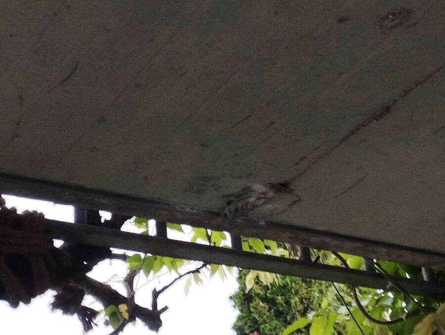 nid d abeille que faire