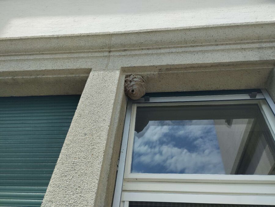 nid d abeille que faire