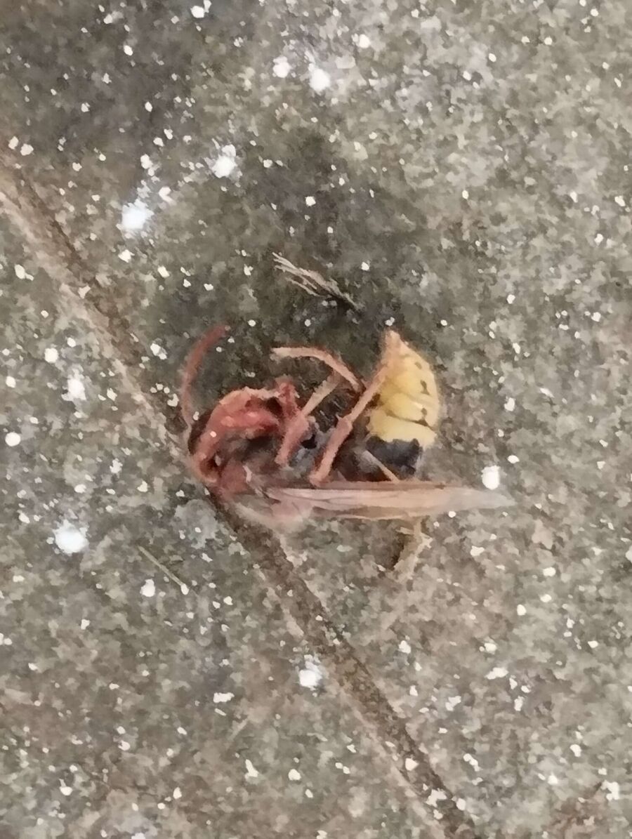 essaim d abeille enlevement