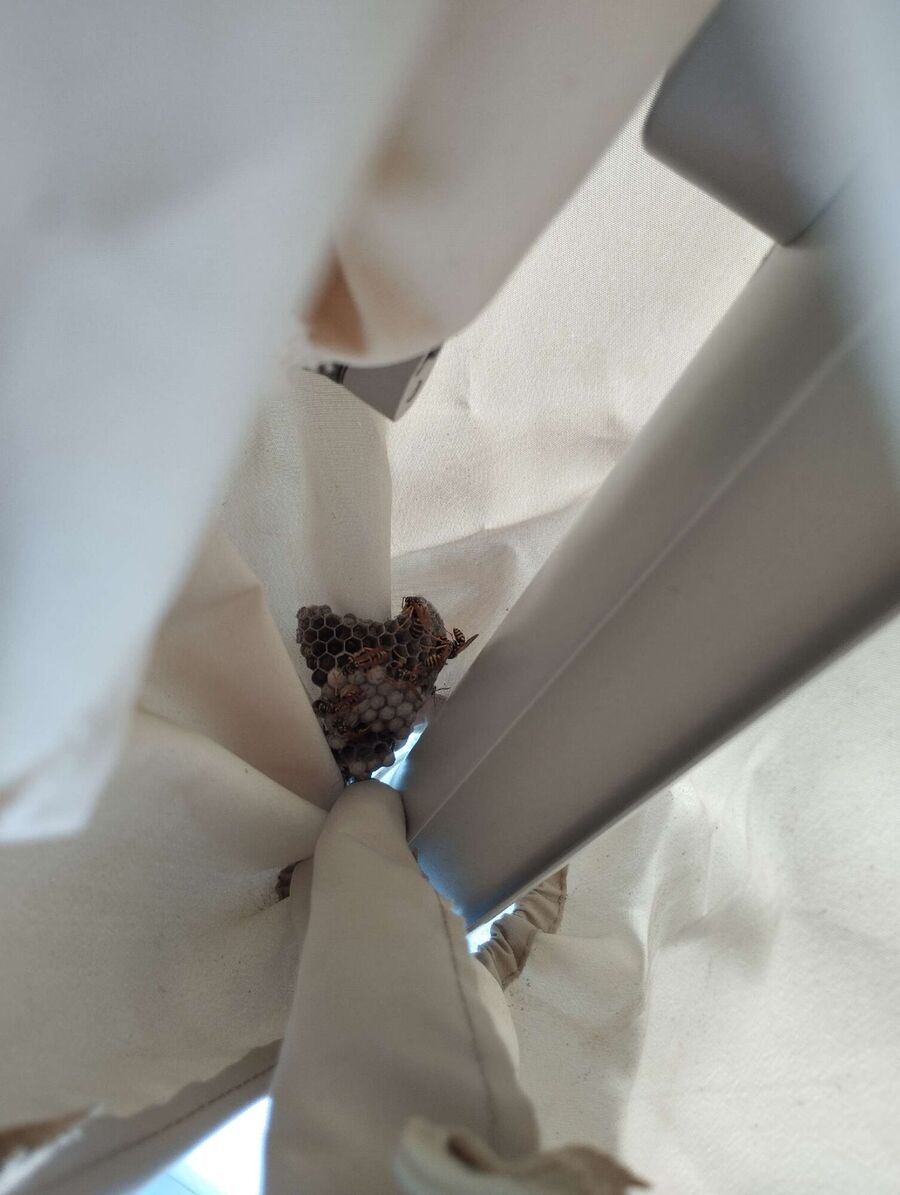 ruche abeille maison que faire