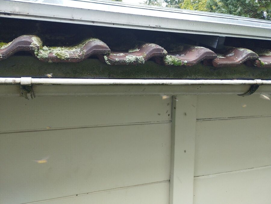 essaim d abeille enlevement