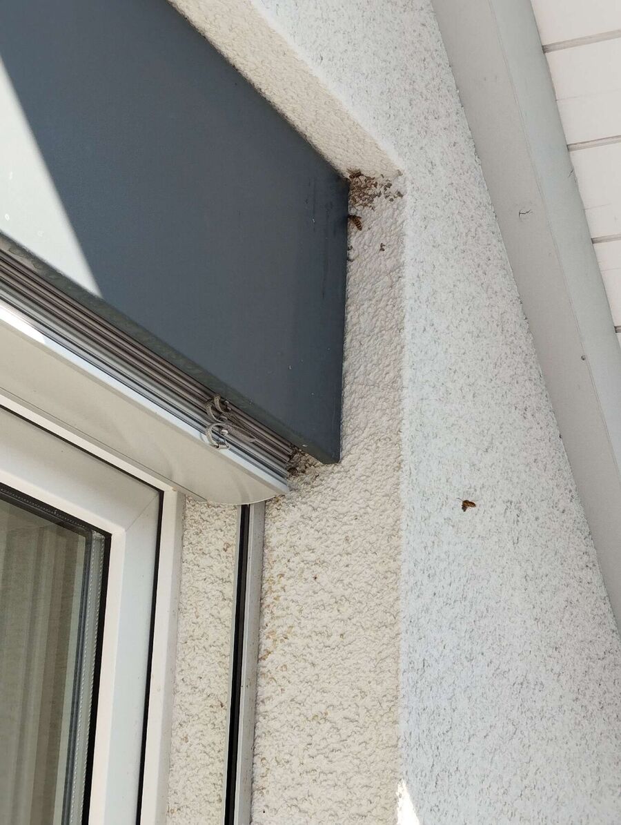 nid d abeille que faire