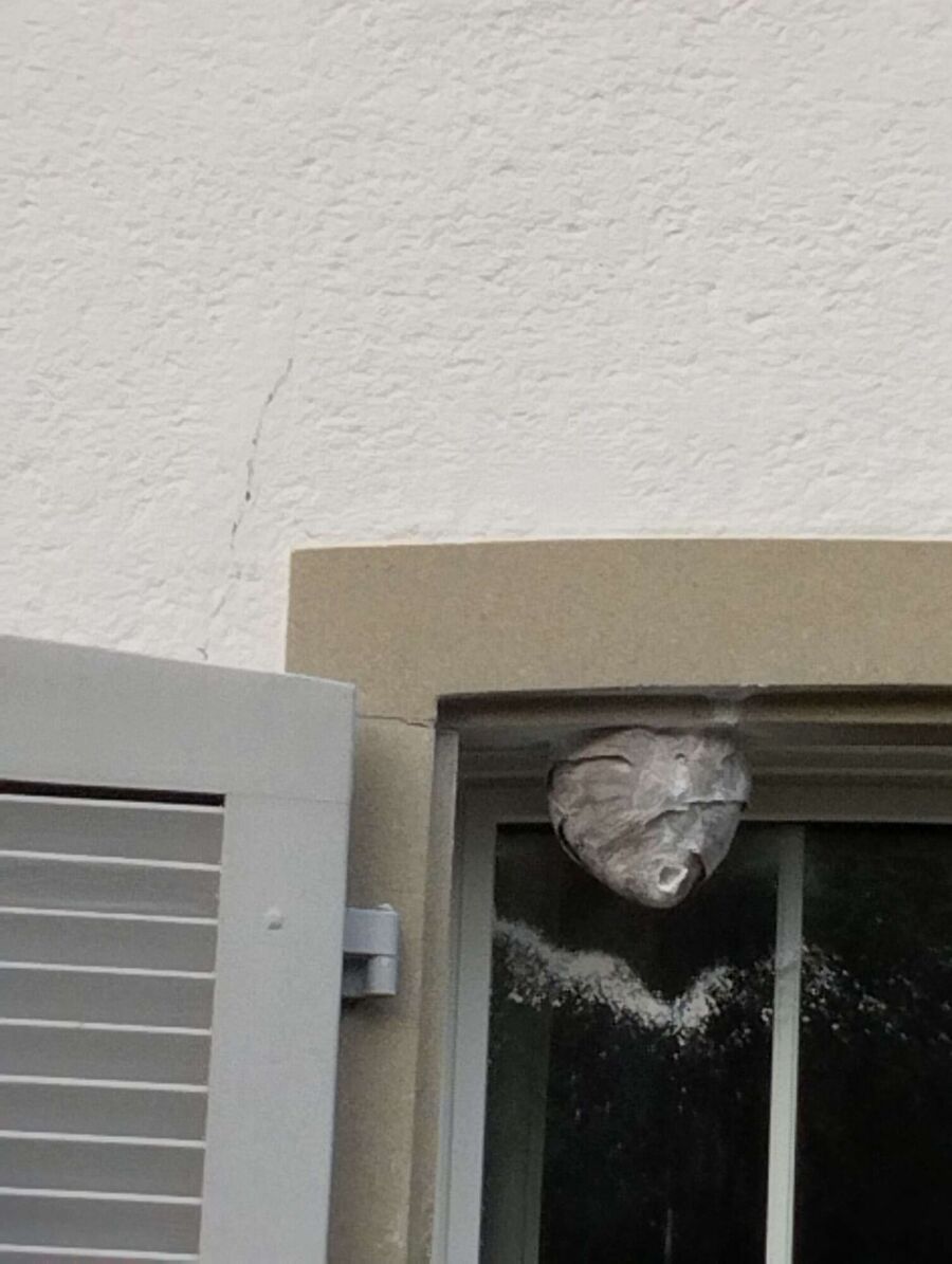 nid d abeille que faire