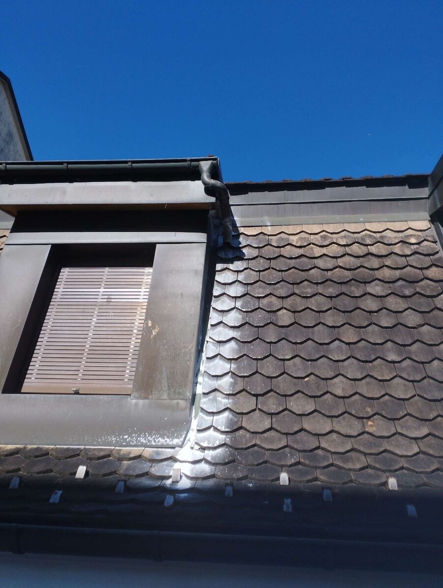 ruche abeille maison que faire