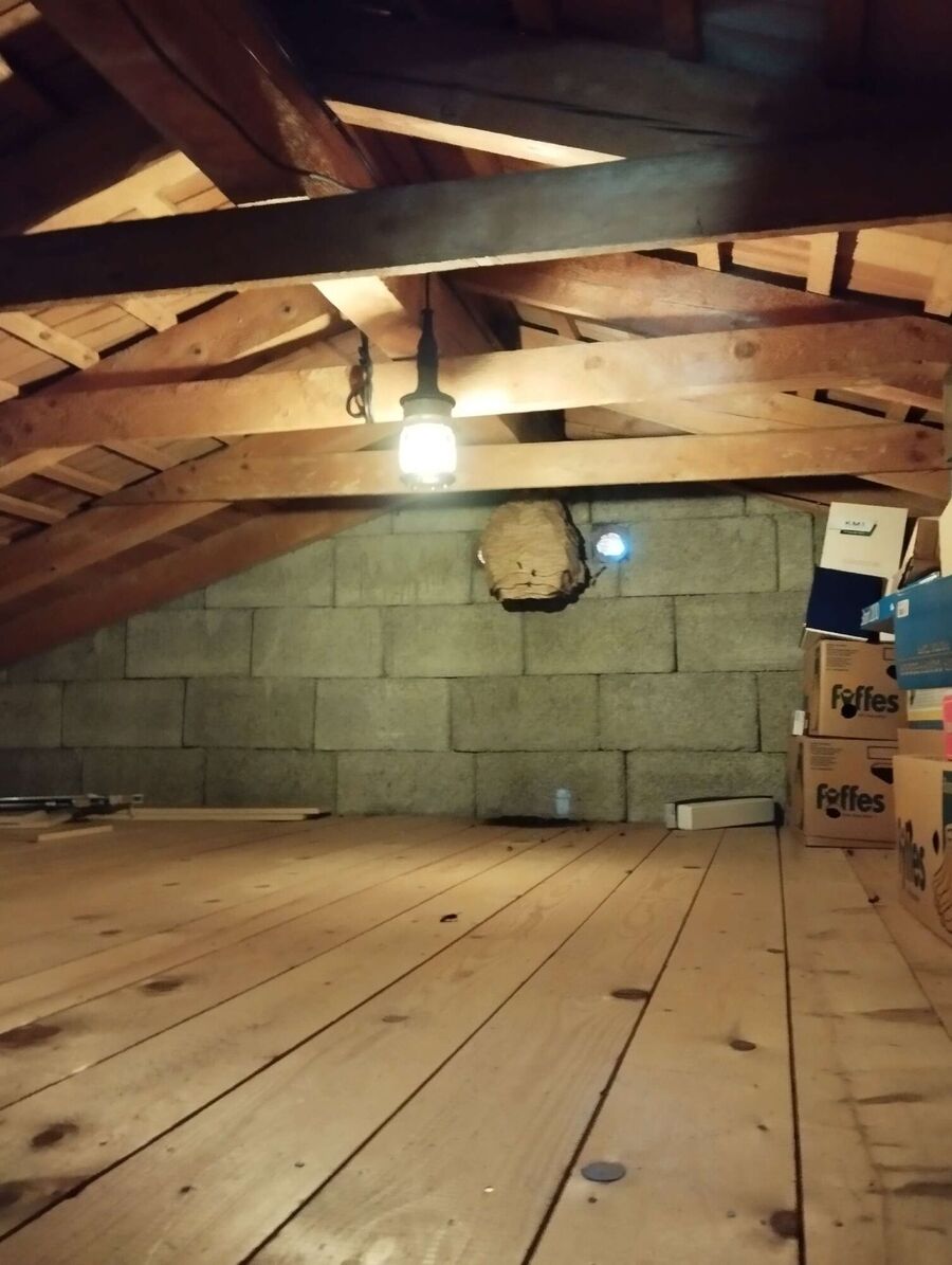 ruche abeille maison que faire