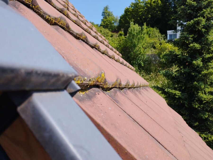 ruche abeille maison que faire