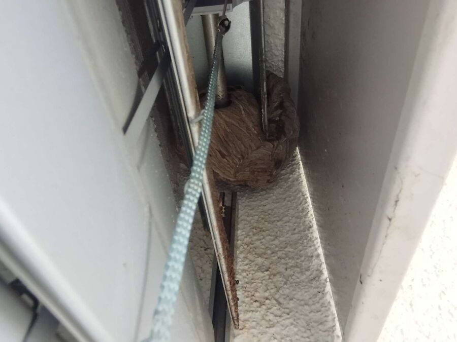 enlever un nid d abeille