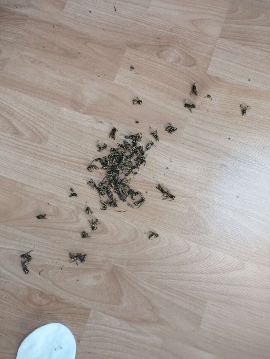 essaim d abeille enlevement