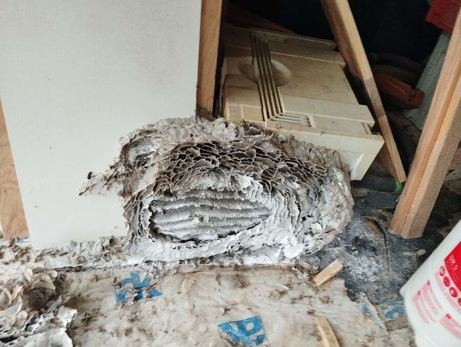 ruche abeille maison que faire