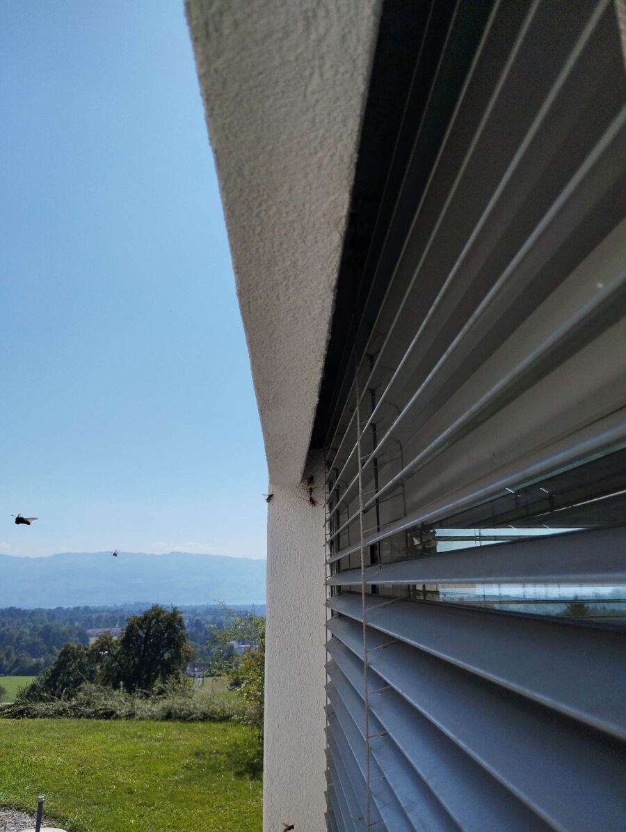 ruche abeille maison que faire