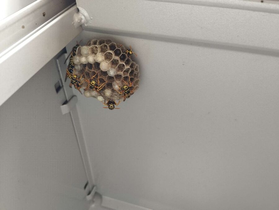 essaim d abeille enlevement