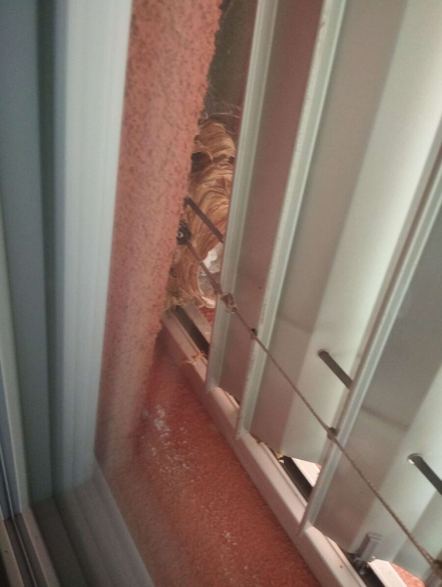 nid d abeille que faire