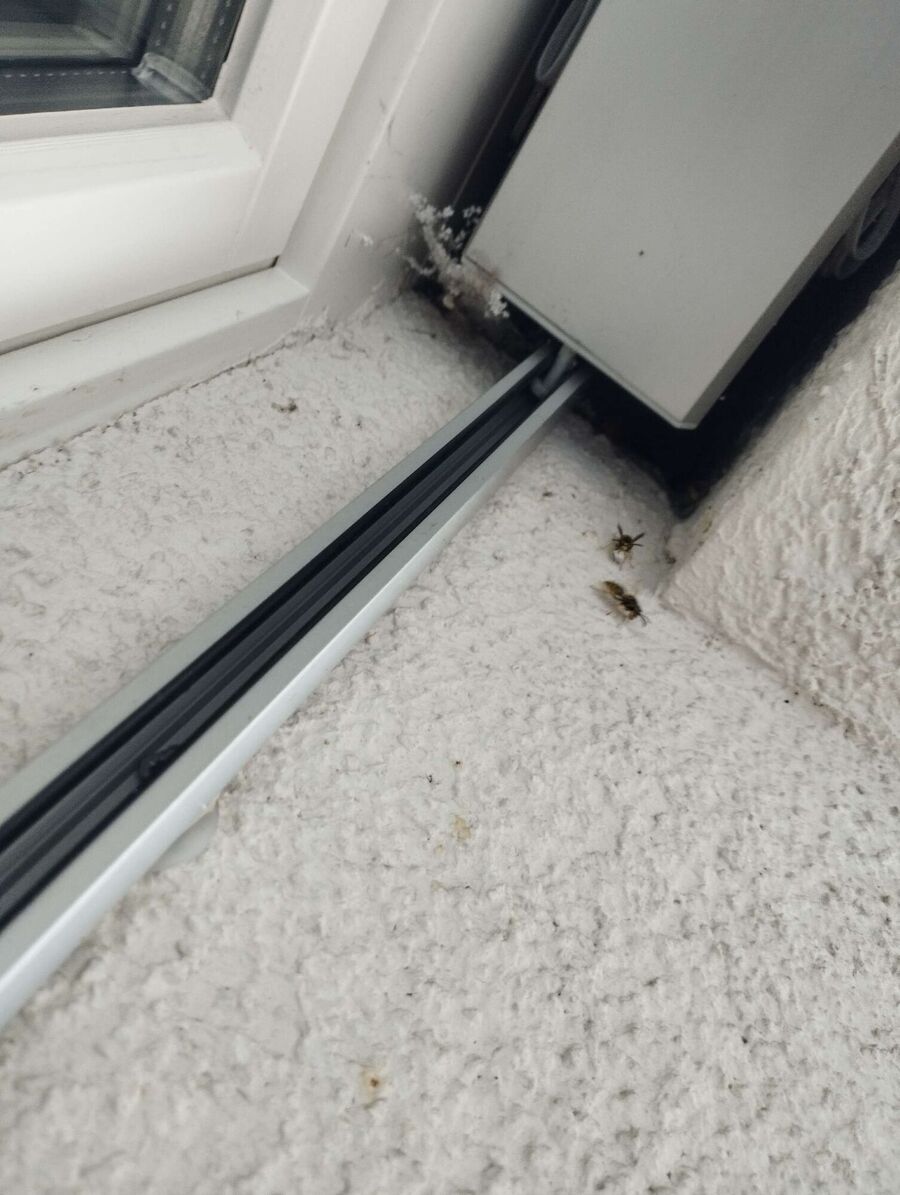 ruche abeille maison que faire