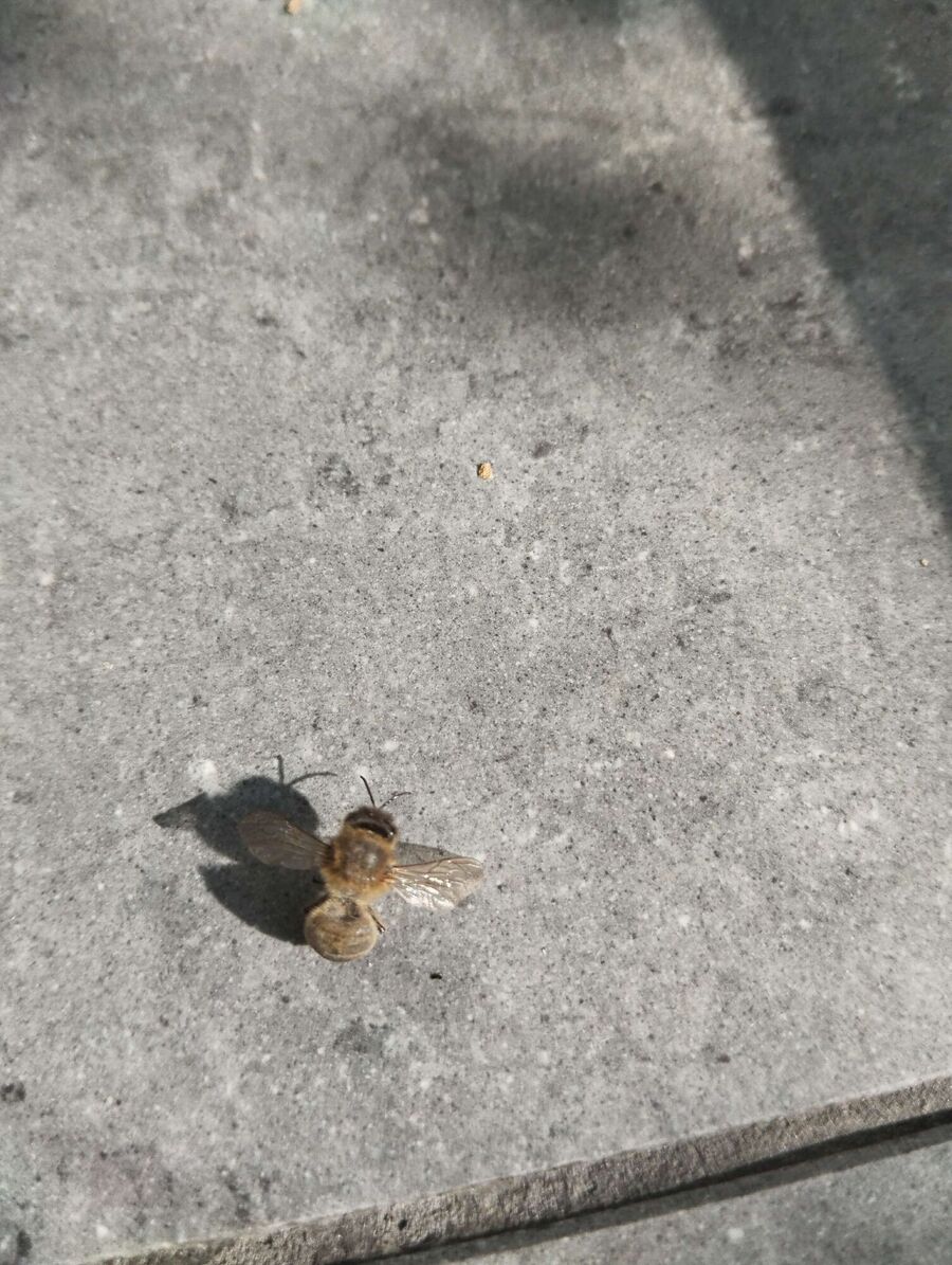 nid d abeille que faire