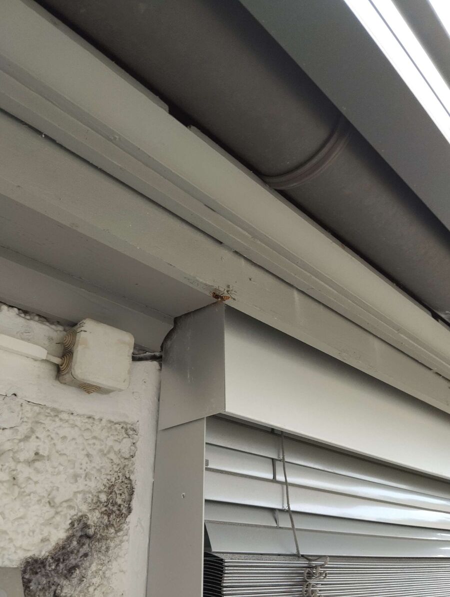 ruche abeille maison que faire