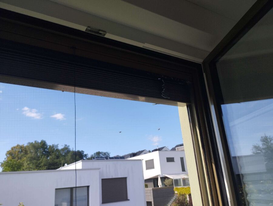 essaim d abeille enlevement