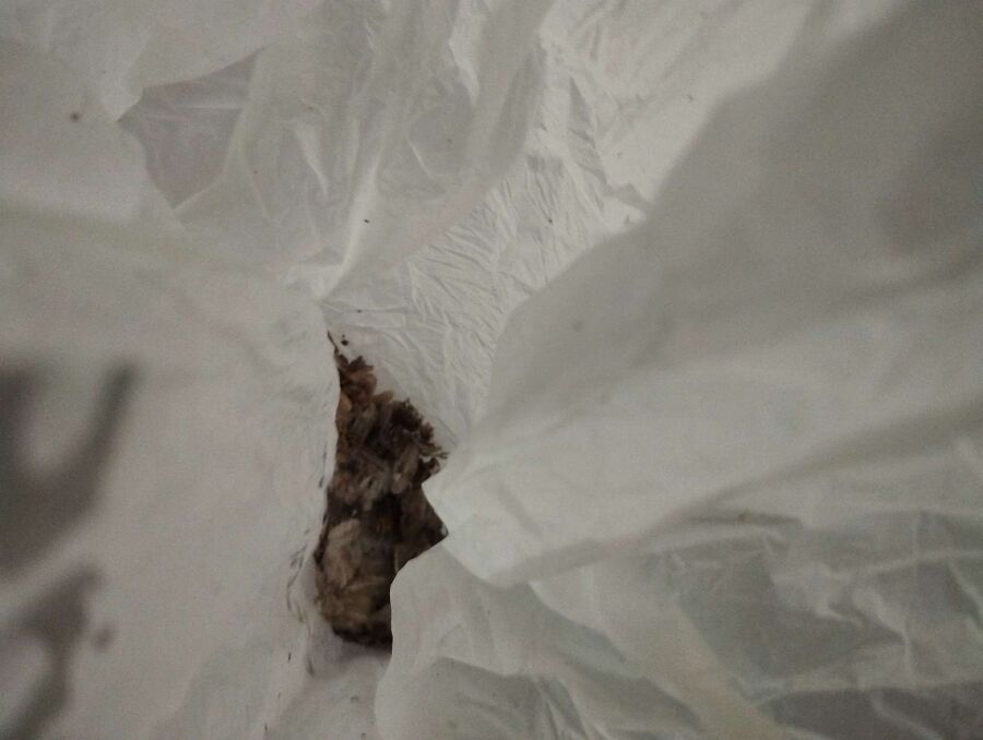 enlever un nid d abeille