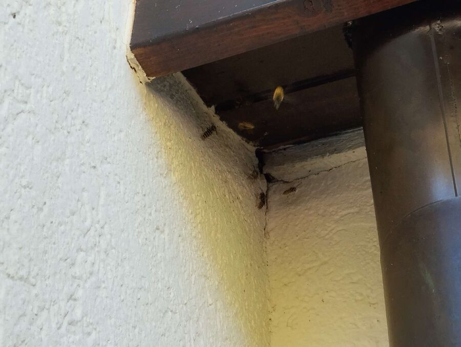 essaim d abeille enlevement