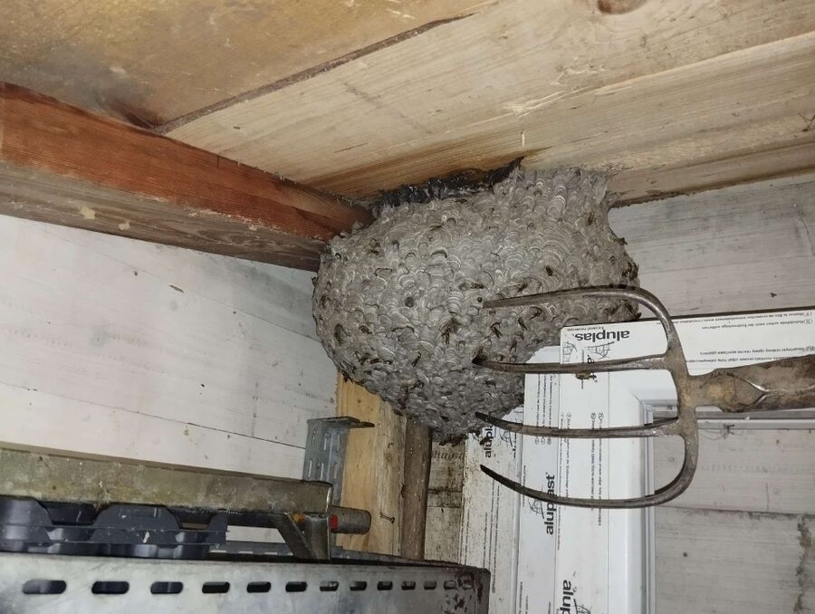 enlever un nid d abeille