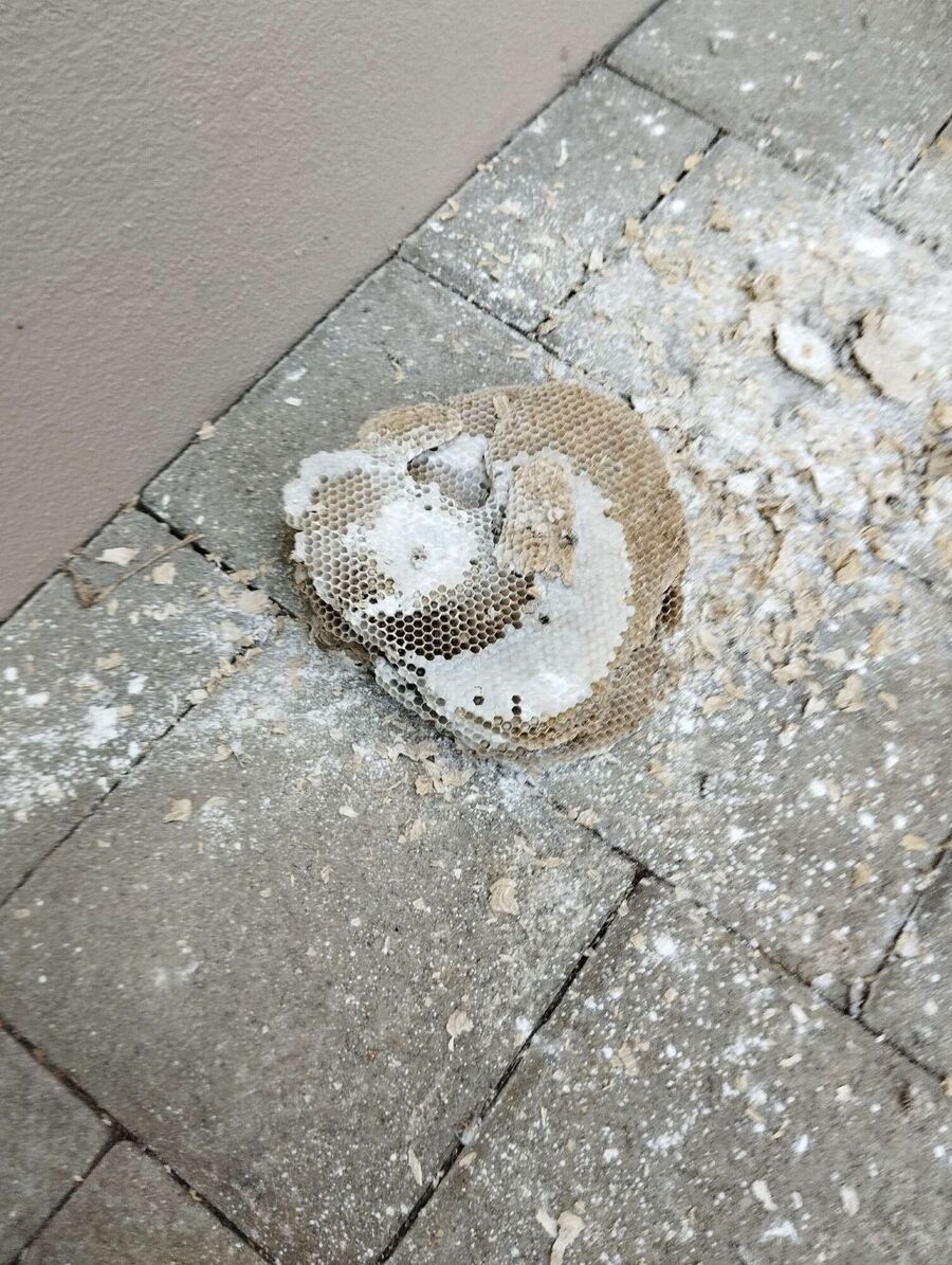 nid d abeille que faire