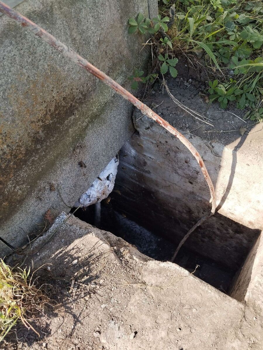 essaim d abeille enlevement