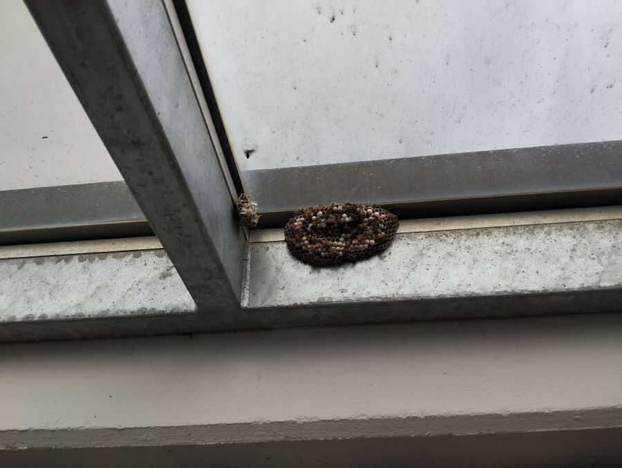 enlever un nid d abeille