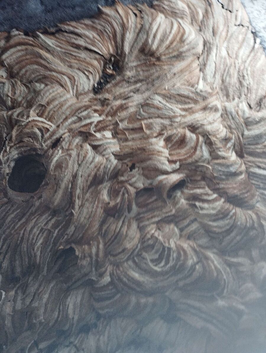 nid d abeille que faire