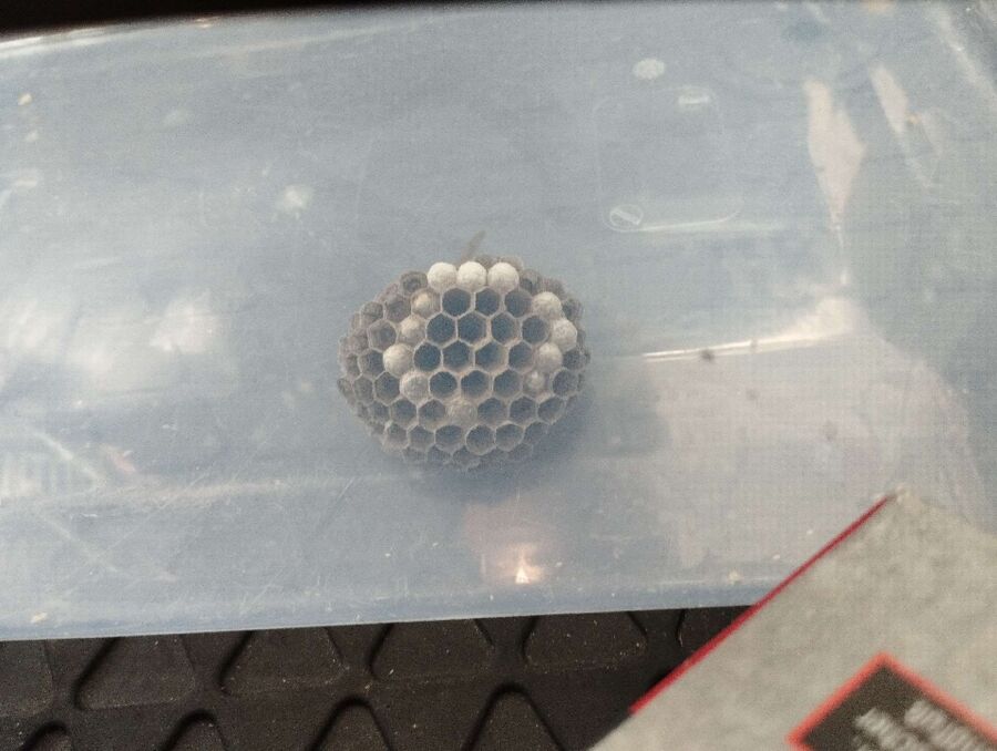 essaim d abeille enlevement