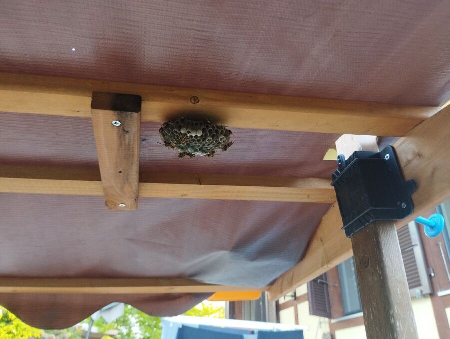 ruche abeille maison que faire