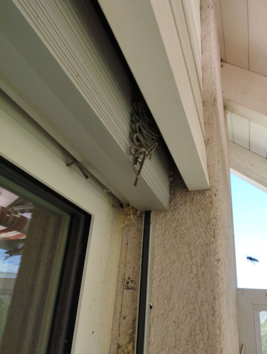 essaim d abeille enlevement