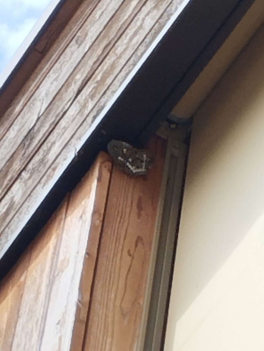 ruche abeille maison que faire