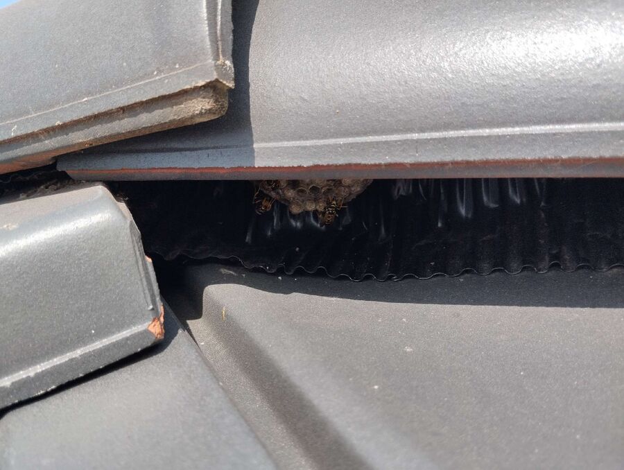 essaim d abeille enlevement