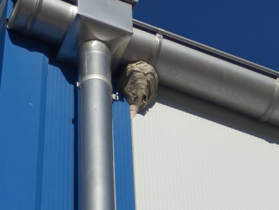 nid d abeille que faire