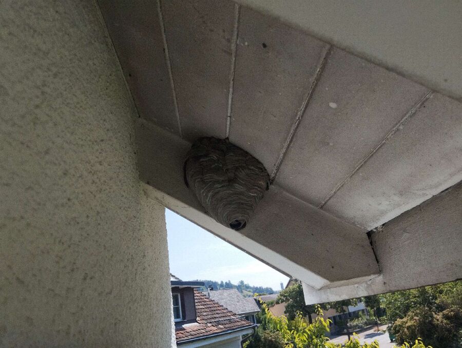 nid d abeille que faire