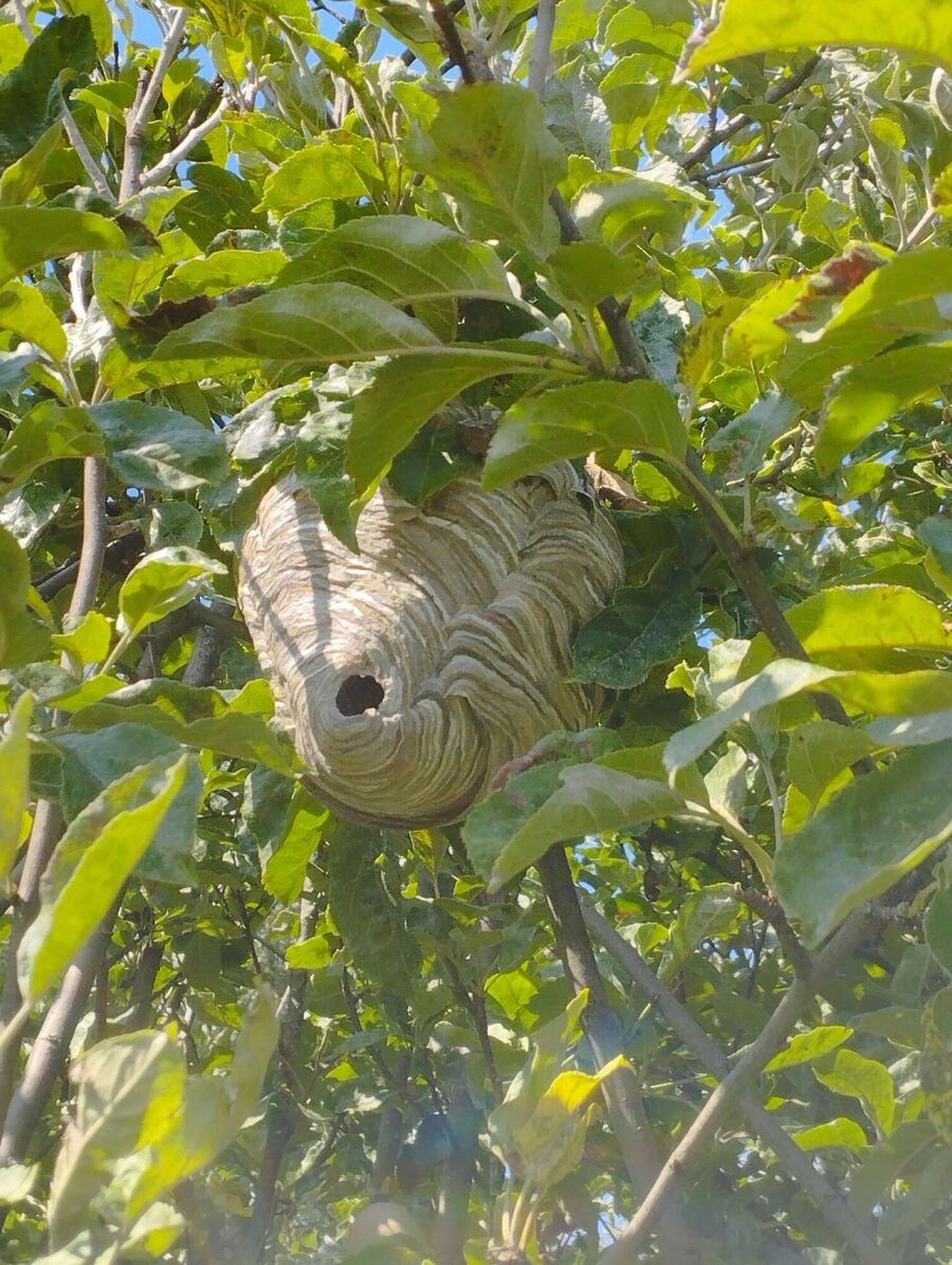 enlever un nid d abeille