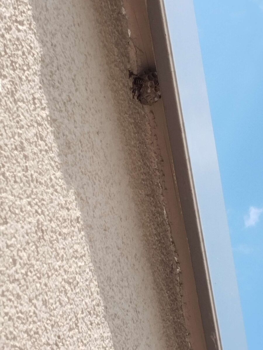 nid d abeille que faire