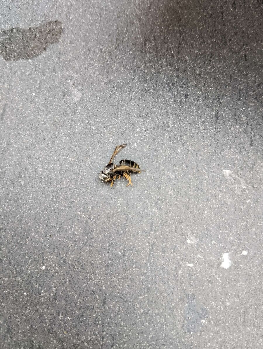 ruche abeille maison que faire