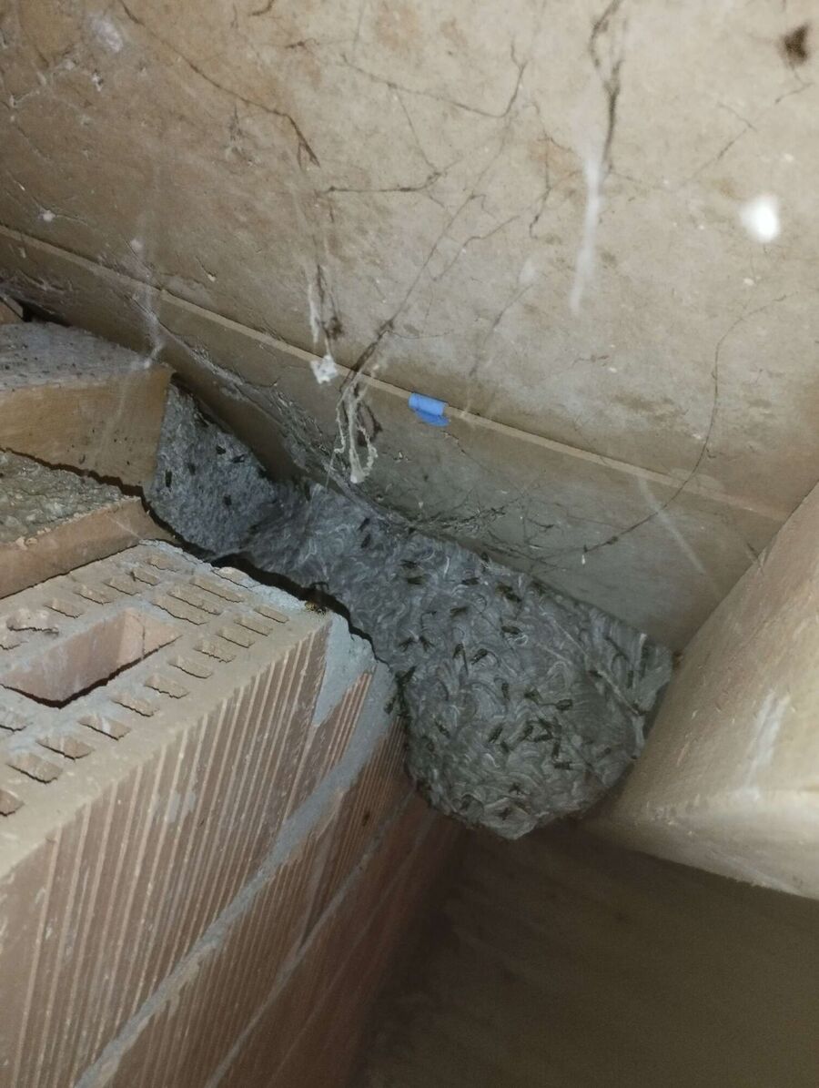 ruche abeille maison que faire