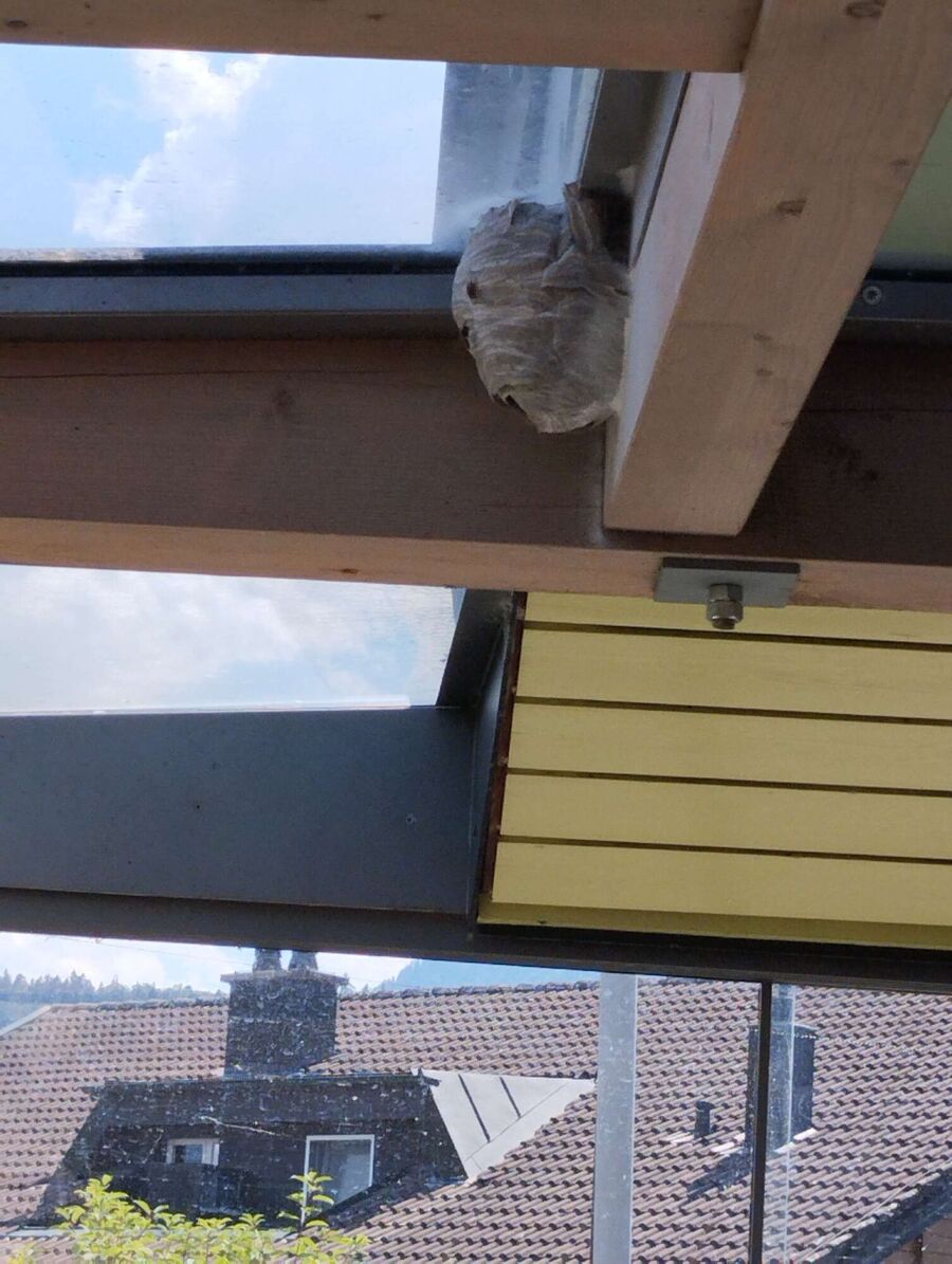 essaim d abeille enlevement