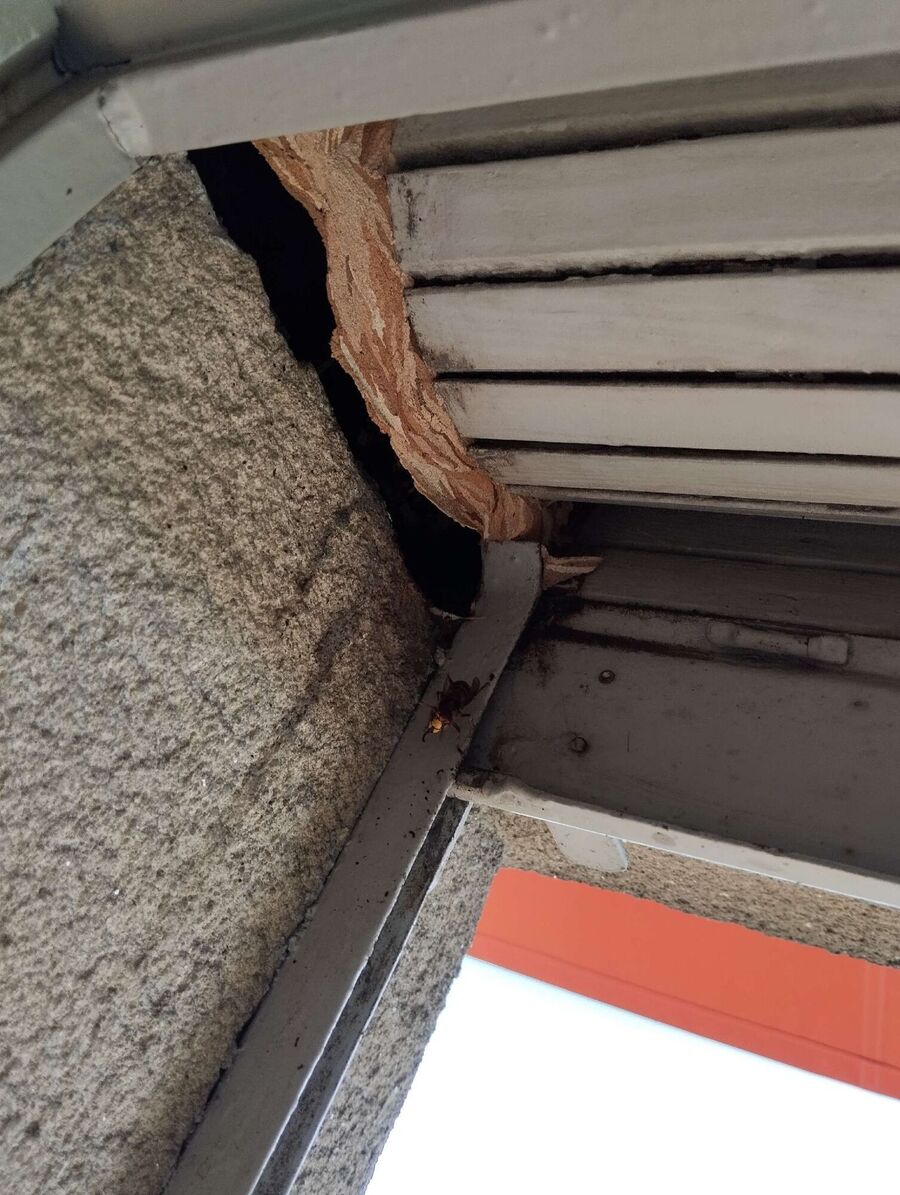 nid d abeille que faire