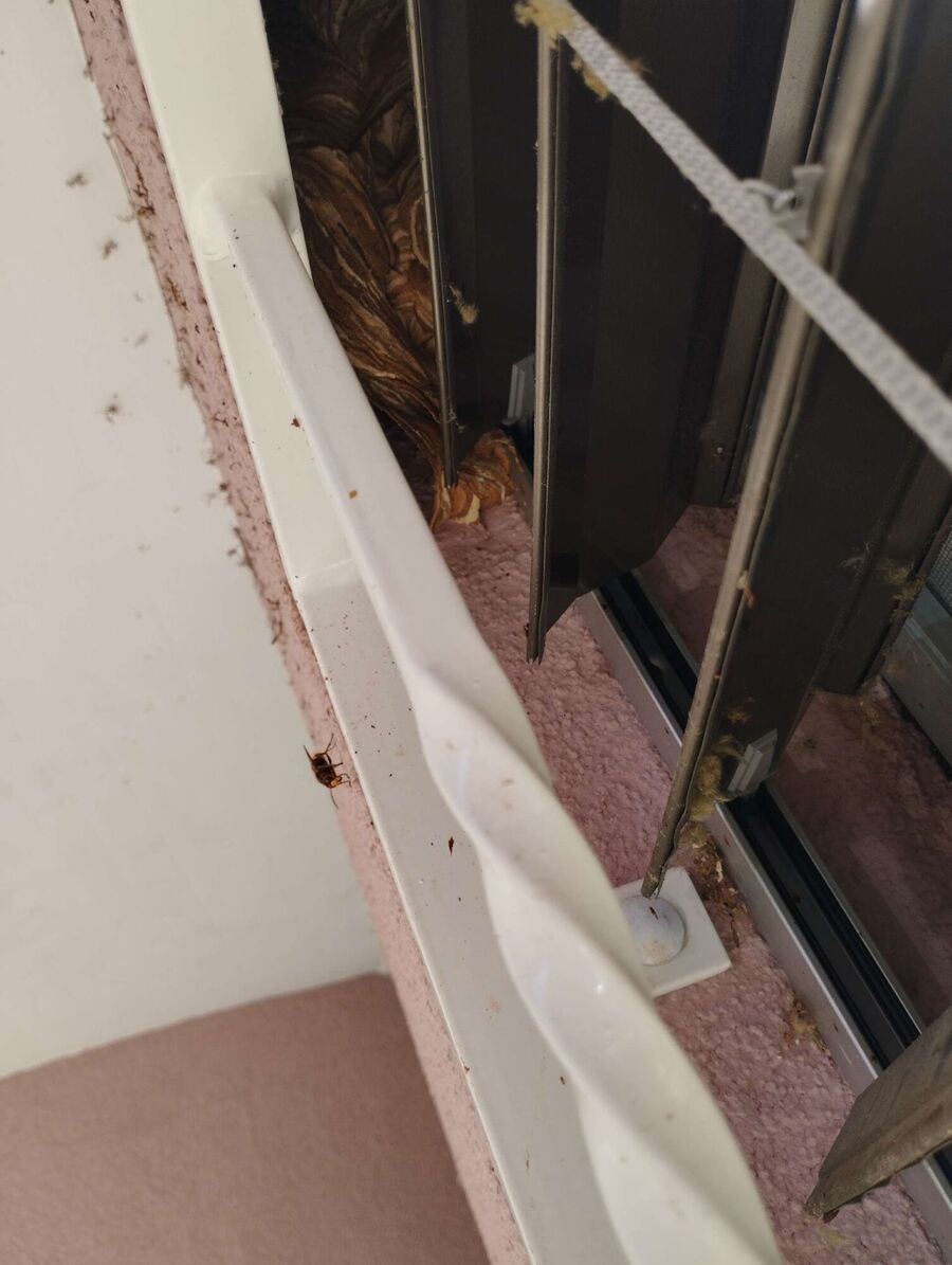 ruche abeille maison que faire